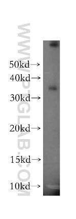MPG Antibody in Western Blot (WB)
