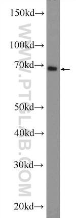 EIF3L Antibody in Western Blot (WB)