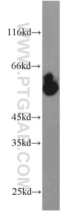PHACS Antibody in Western Blot (WB)