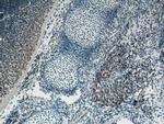 FGF18 Antibody in Immunohistochemistry (Paraffin) (IHC (P))