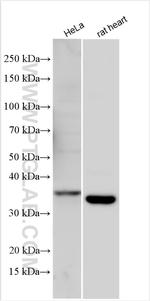 LMAN2 Antibody in Western Blot (WB)