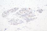 Apelin Antibody in Immunohistochemistry (Paraffin) (IHC (P))
