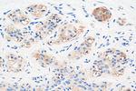 Apelin Antibody in Immunohistochemistry (Paraffin) (IHC (P))