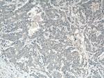 Apelin Antibody in Immunohistochemistry (Paraffin) (IHC (P))