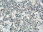 Apelin Antibody in Immunohistochemistry (Paraffin) (IHC (P))