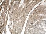 Apelin Antibody in Immunohistochemistry (Paraffin) (IHC (P))