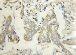 FBXW2 Antibody in Immunohistochemistry (Paraffin) (IHC (P))