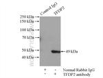 TFDP2 Antibody in Immunoprecipitation (IP)