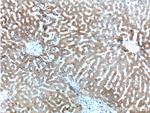 ASGR2 Antibody in Immunohistochemistry (Paraffin) (IHC (P))