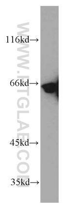 SP110 Antibody in Western Blot (WB)