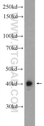 PUS1 Antibody in Western Blot (WB)