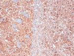 KCNQ4 K+ Channel Antibody in Immunohistochemistry (Frozen) (IHC (F))