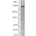 KCNQ4 K+ Channel Antibody in Western Blot (WB)