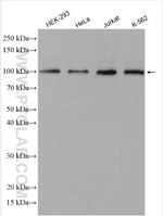 NCAPH Antibody in Western Blot (WB)