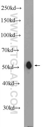 MFSD10 Antibody in Western Blot (WB)