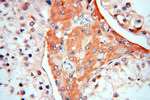 Symplekin Antibody in Immunohistochemistry (Paraffin) (IHC (P))