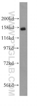 Symplekin Antibody in Western Blot (WB)