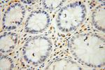 Symplekin Antibody in Immunohistochemistry (Paraffin) (IHC (P))