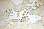 Symplekin Antibody in Immunohistochemistry (Paraffin) (IHC (P))