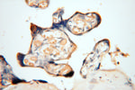 Symplekin Antibody in Immunohistochemistry (Paraffin) (IHC (P))