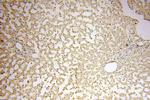 Symplekin Antibody in Immunohistochemistry (Paraffin) (IHC (P))