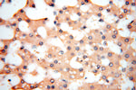 Symplekin Antibody in Immunohistochemistry (Paraffin) (IHC (P))