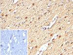Creatine Phosphokinase-BB (CK-BB) Antibody in Immunohistochemistry (Paraffin) (IHC (P))