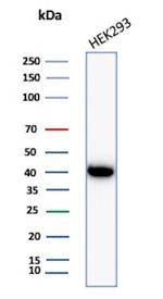 Creatine Phosphokinase-BB (CK-BB) Antibody in Western Blot (WB)