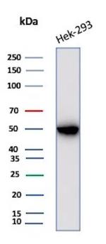 Creatine Phosphokinase-BB (CK-BB) Antibody in Western Blot (WB)