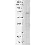 TrpV3 Cation Channel Antibody in Western Blot (WB)