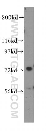 MEPCE Antibody in Western Blot (WB)
