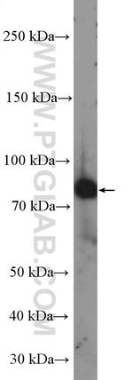 MEPCE Antibody in Western Blot (WB)