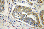 FBF1 Antibody in Immunohistochemistry (Paraffin) (IHC (P))