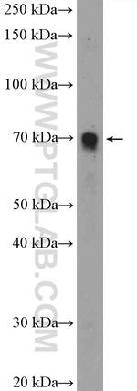 FBF1 Antibody in Western Blot (WB)