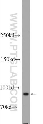 FBF1 Antibody in Western Blot (WB)