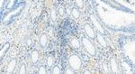 NKG7 Antibody in Immunohistochemistry (Paraffin) (IHC (P))