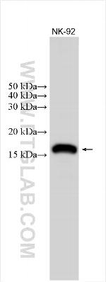 NKG7 Antibody in Western Blot (WB)