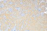 Osteoprotegerin/TNFRSF11B Antibody in Immunohistochemistry (Paraffin) (IHC (P))