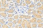 Osteoprotegerin/TNFRSF11B Antibody in Immunohistochemistry (Paraffin) (IHC (P))