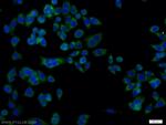 DCI Antibody in Immunocytochemistry (ICC/IF)
