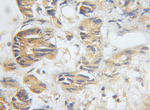 DCI Antibody in Immunohistochemistry (Paraffin) (IHC (P))