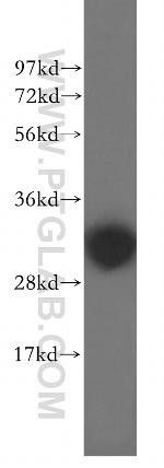 DCI Antibody in Western Blot (WB)