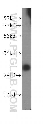 DCI Antibody in Western Blot (WB)