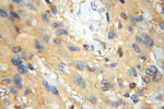 PREP Antibody in Immunohistochemistry (Paraffin) (IHC (P))