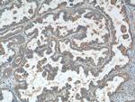 PREP Antibody in Immunohistochemistry (Paraffin) (IHC (P))