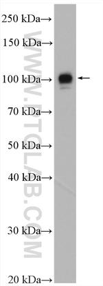 LRRC8D Antibody in Western Blot (WB)