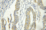 TUSC2 Antibody in Immunohistochemistry (Paraffin) (IHC (P))