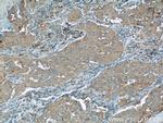 TUSC2 Antibody in Immunohistochemistry (Paraffin) (IHC (P))