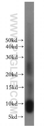 TUSC2 Antibody in Western Blot (WB)