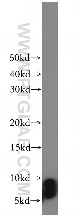 TUSC2 Antibody in Western Blot (WB)